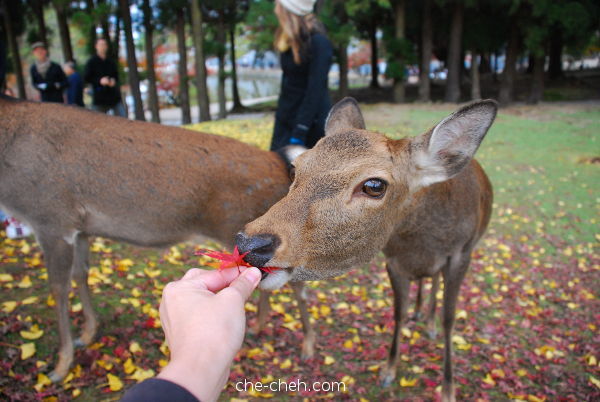 Deer Ate Maple Leaves @ Nara